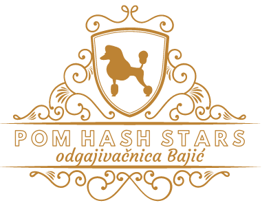 Pudle Pom Hash Stars Novi Sad